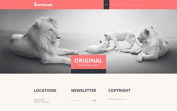 Website Templates in Pastel Colors to Achieve Elegant and Polished Look